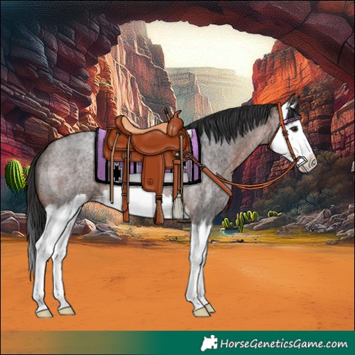 Horse Color:Brown Roan Splash 