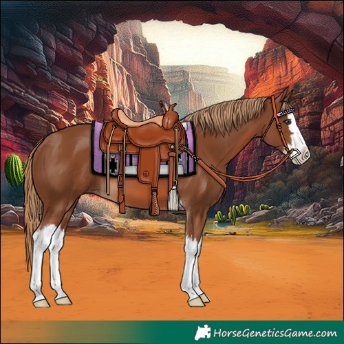 Horse Color:Chestnut Splash 