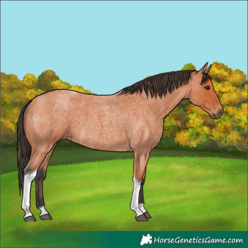 Horse Color:Bay Roan Tobiano 