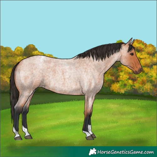 Horse Color:Bay Roan Tobiano 