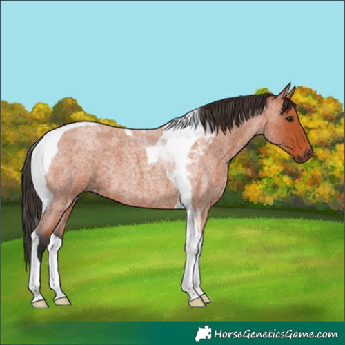 Horse Color:Bay Roan Tobiano 