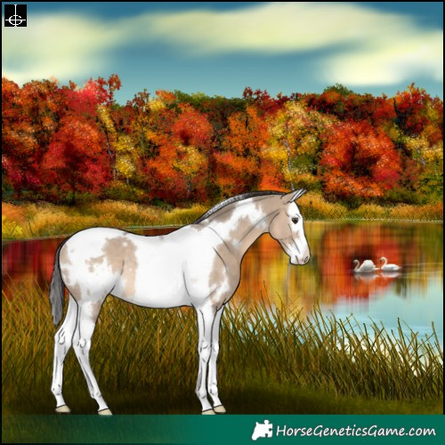Horse Color:White Spotted Brown Dun Splash Tobiano Rabicano 