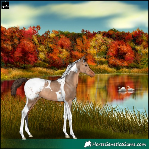 Horse Color:Bay Dun Tobiano Appaloosa Rabicano 