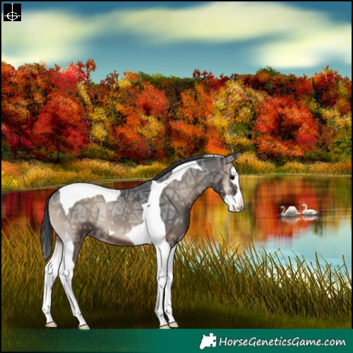 Horse Color:Blue Onyx Ice Splash Tobiano Rabicano 