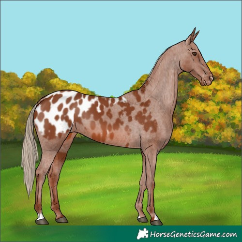 Horse Color:Chestnut Appaloosa 