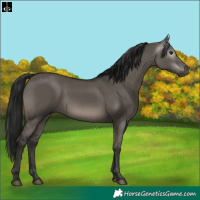 Horse Color:Gray Grullo 