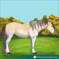 Horse Color:White Spotted Buckskin 