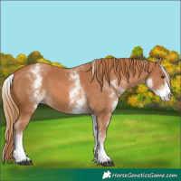 Horse Color:White Spotted Chestnut 