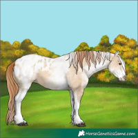 Horse Color:White Spotted Red Dun Near Leopard