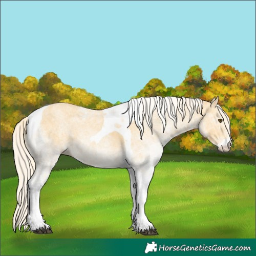 Horse Color:White Spotted Palomino Dun Tobiano Rabicano