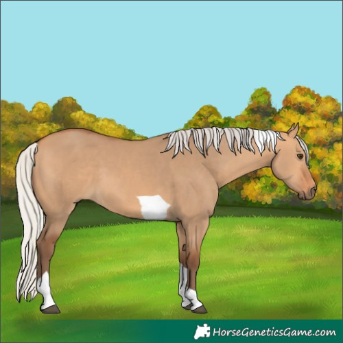 Horse Color:Silver Bay Dun Tobiano 