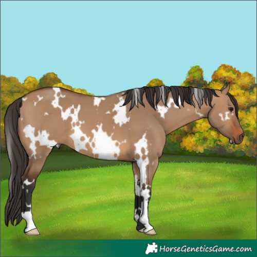 Horse Color:White Spotted Bay Dun 