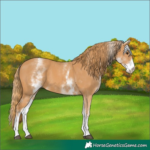 Horse Color:White Spotted Chestnut