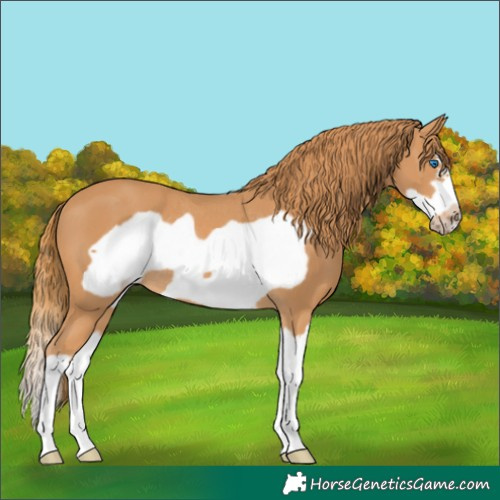 Horse Color:Chestnut Splash Frame Rabicano 