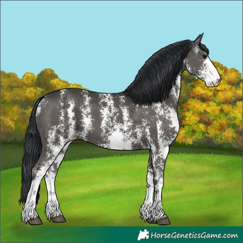 Horse Color:Black Sabino 