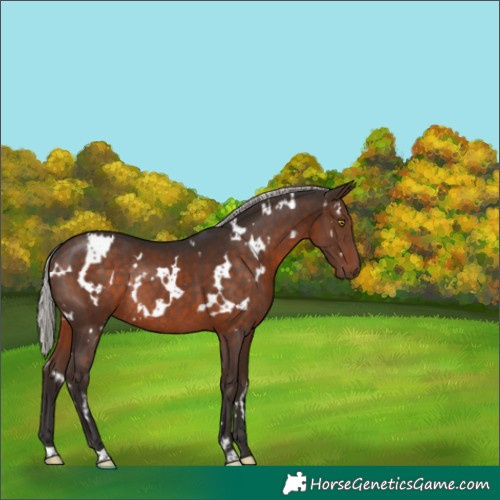 Horse Color:White Spotted Silver Brown Rabicano 
