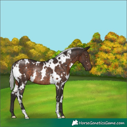 Horse Color:White Spotted Silver Brown Rabicano 