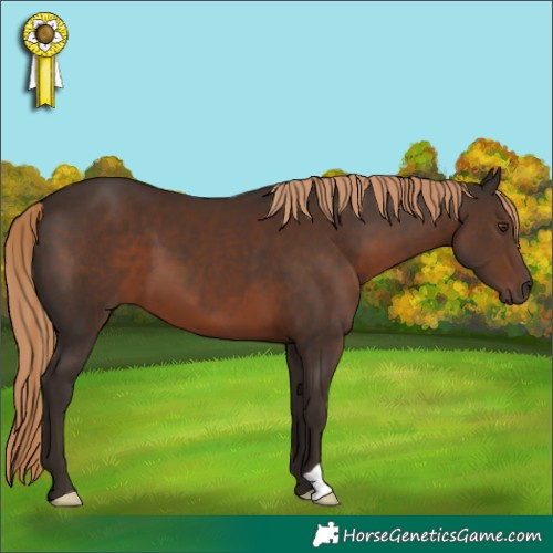 Horse Color:Liver Chestnut 