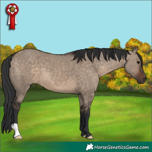 Horse Color:Brown Dun 