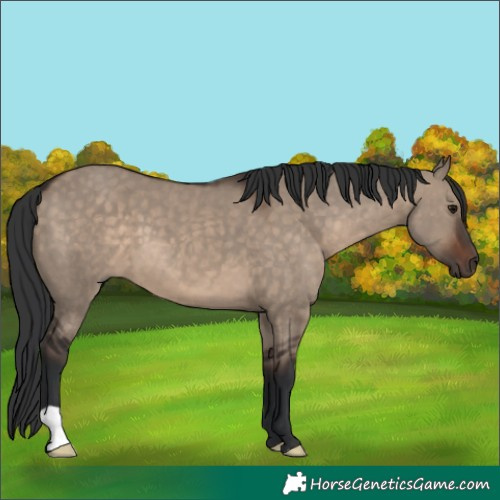 Horse Color:Brown Dun 