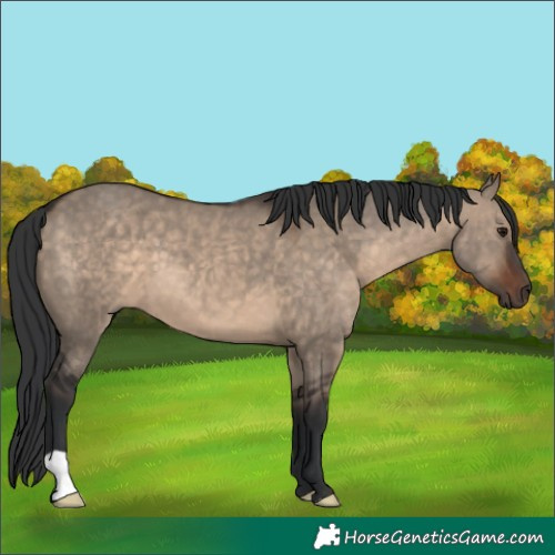 Horse Color:Brown Dun 