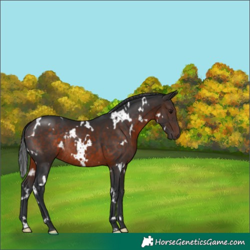 Horse Color:White Spotted Brown Rabicano