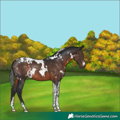 Horse Color:White Spotted Brown Tobiano Rabicano