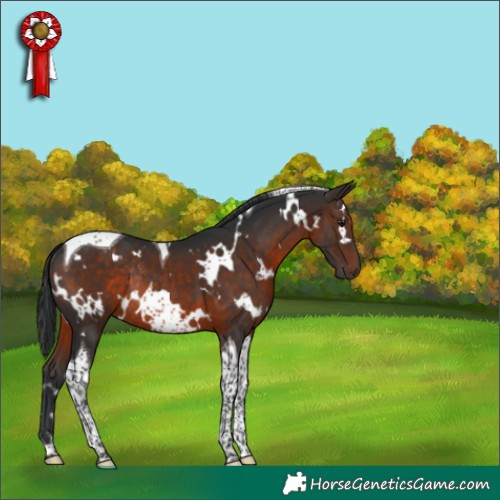 Horse Color:White Spotted Brown Tobiano Rabicano 