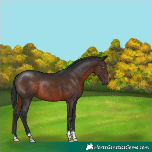 Horse Color:Brown Rabicano 