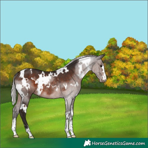 Horse Color:White Spotted Silver Brown Rabicano 