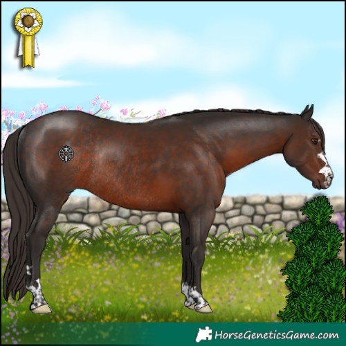 Horse Color:Liver Chestnut Rabicano 