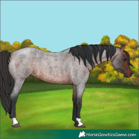 Horse Color:Brown Roan