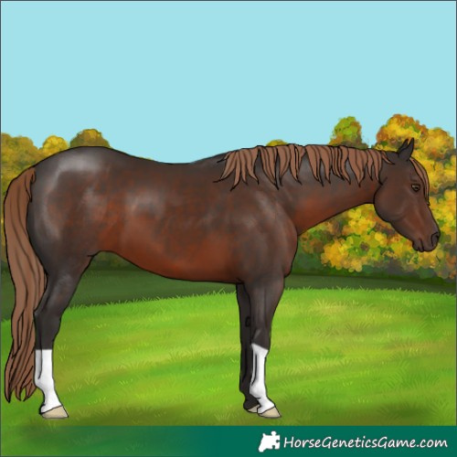 Horse Color:Liver Chestnut 