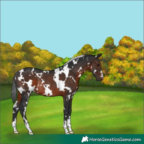 Horse Color:White Spotted Brown Rabicano 