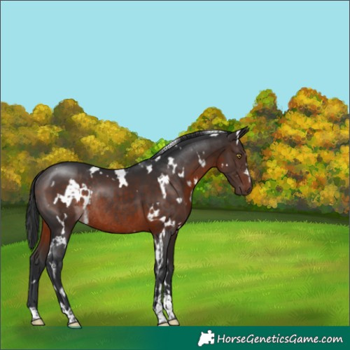 Horse Color:White Spotted Brown Rabicano 