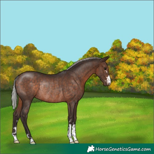 Horse Color:Silver Brown Rabicano 