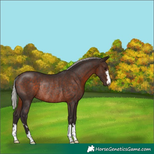 Horse Color:Silver Brown Rabicano 