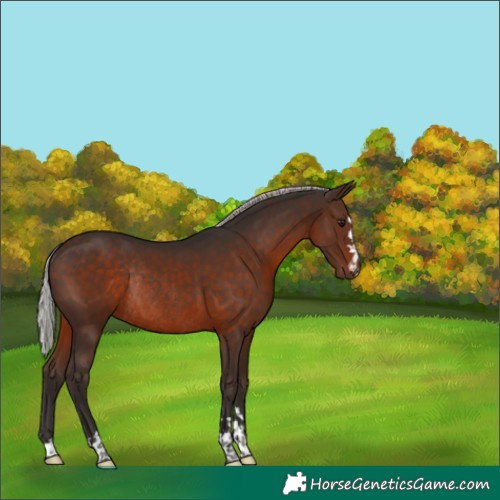 Horse Color:Silver Brown Rabicano 