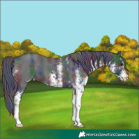 Horse Color:Nacre White Spotted Black Appaloosa 