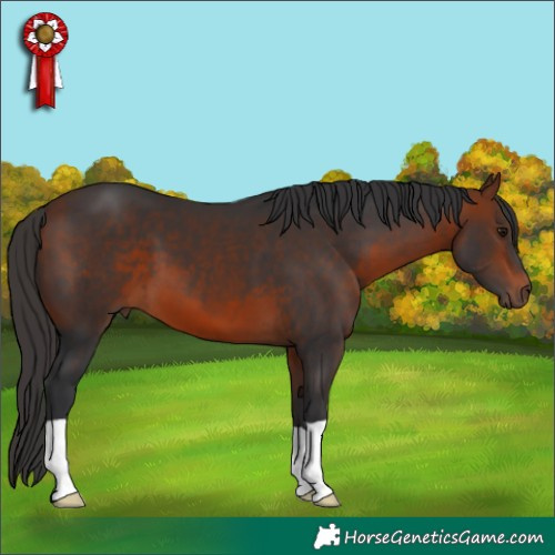 Horse Color:Bay 