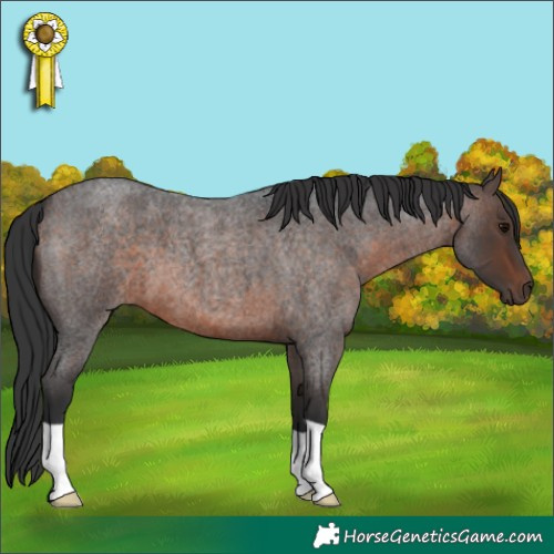 Horse Color:Brown Roan 