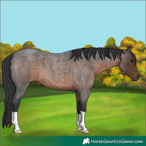 Horse Color:Brown Roan 