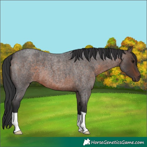 Horse Color:Brown Roan 