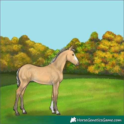 Horse Color:Silver Buckskin Dun Sabino Rabicano 