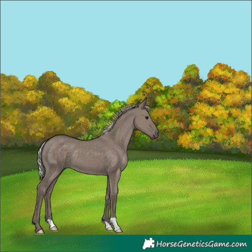 Horse Color:Silver Grullo 