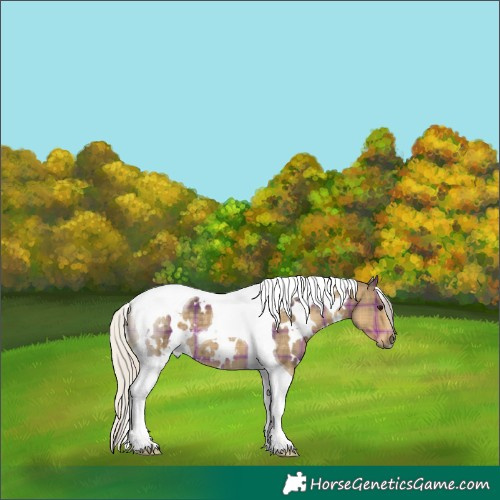 Horse Color:Plaid  White Spotted Silver Smoky Grullo Tobiano 