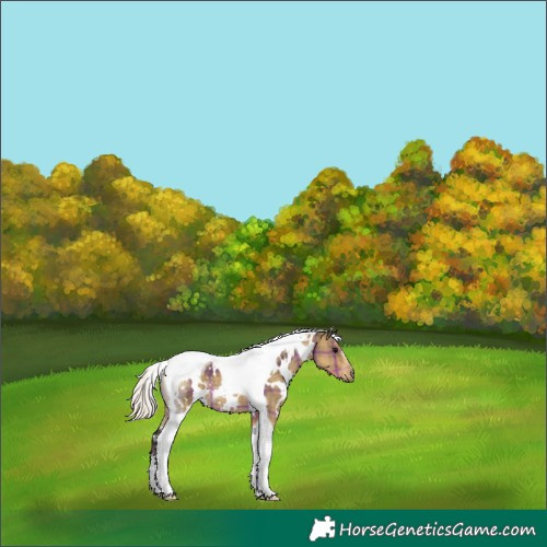 Horse Color:Plaid  White Spotted Silver Smoky Grullo Tobiano 