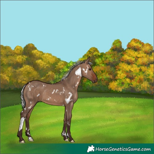 Horse Color:White Spotted Silver Brown Dun 