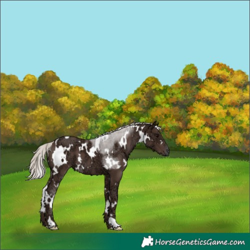 Horse Color:White Spotted Silver Black Ice 