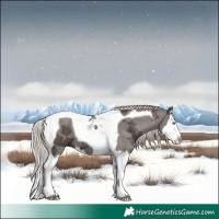 Horse Color:Silver Black Merle Splash Tobiano 